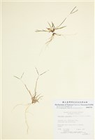 藏品(止血馬唐)的圖片